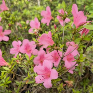 Chinzan Azalea, Rhododendron x 'Chinzan'